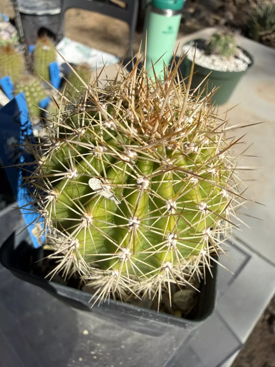plant/883 Echinopsis western yellow-0
