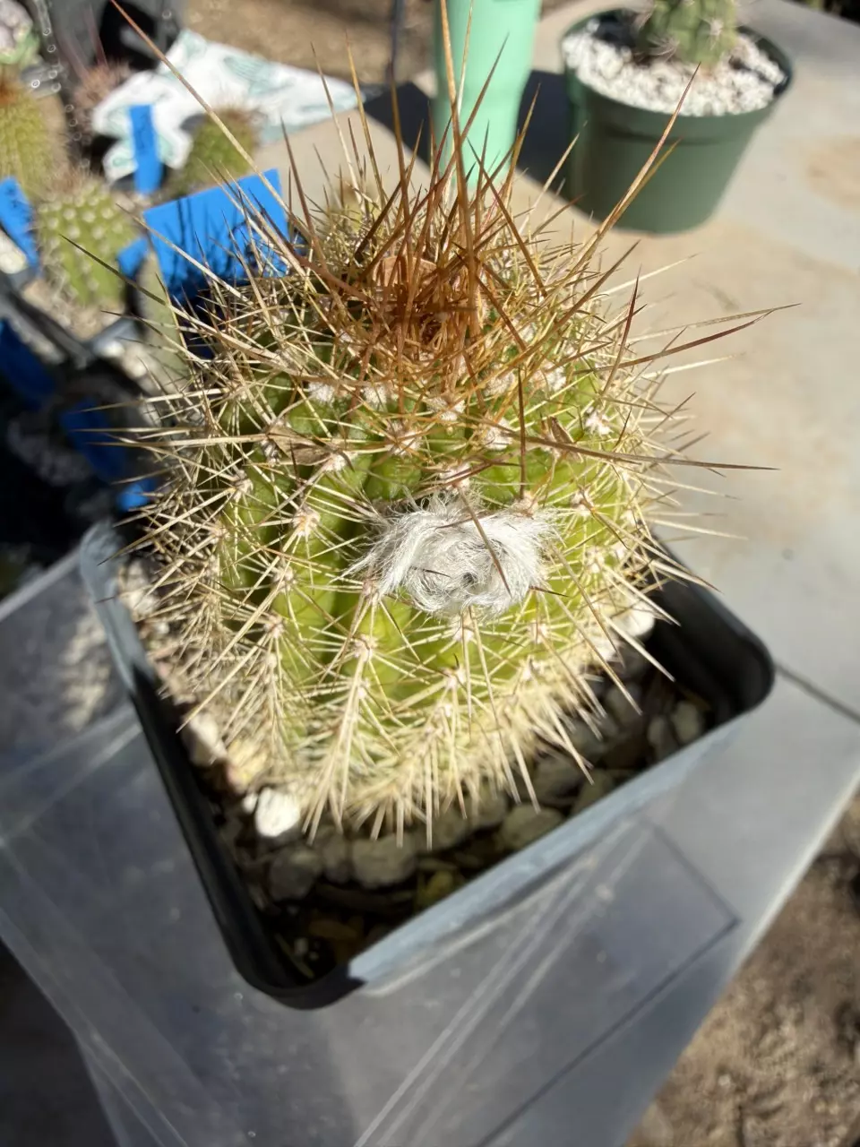 plant/885 Echinopsis purple daze-0