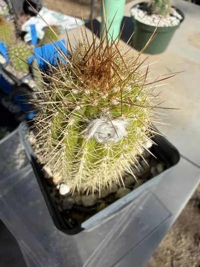 plant/885 Echinopsis purple daze-0-thumbnail