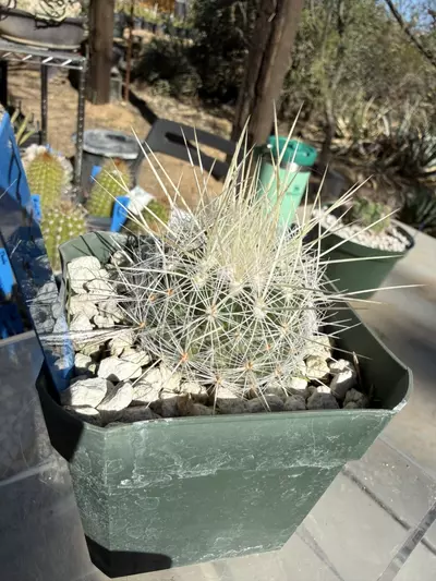 plant/894 Thelocactus macdowellii-4-thumbnail