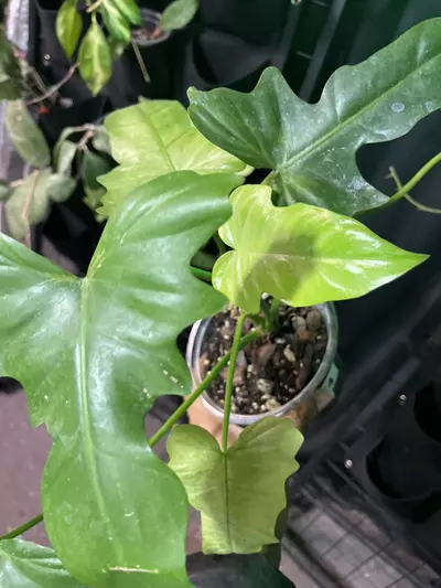 plant/philodendron golden dragon mint-0-thumbnail