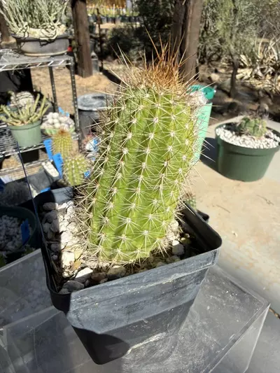 plant/885 Echinopsis purple daze-3-thumbnail