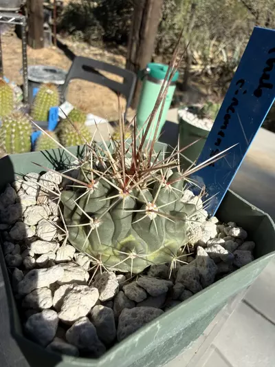 plant/893 Thelocactus rinconensis-2-thumbnail