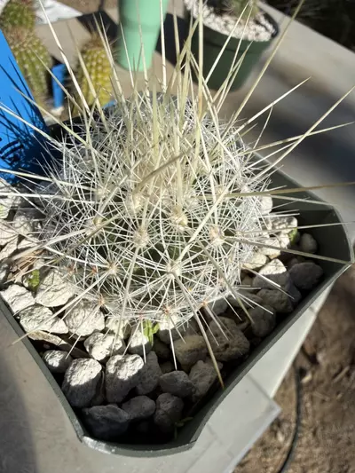 plant/894 Thelocactus macdowellii-0-thumbnail