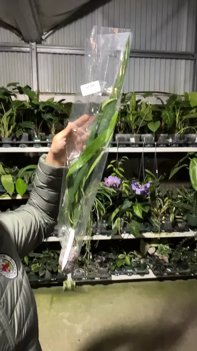 plant/np166 anth friedrischtalli-0-thumbnail