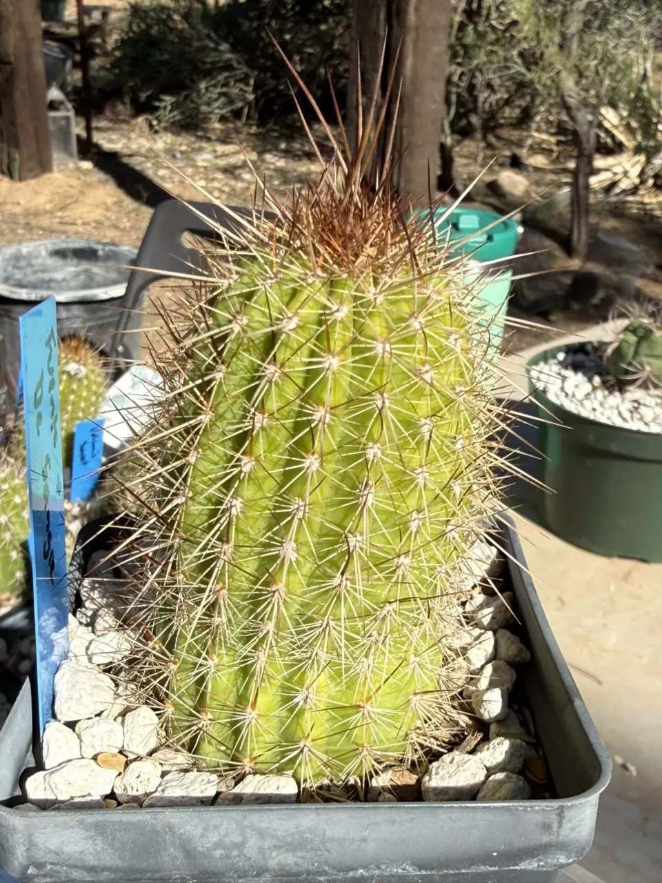 plant/887 Echinopsis Fuente de Sangre-3