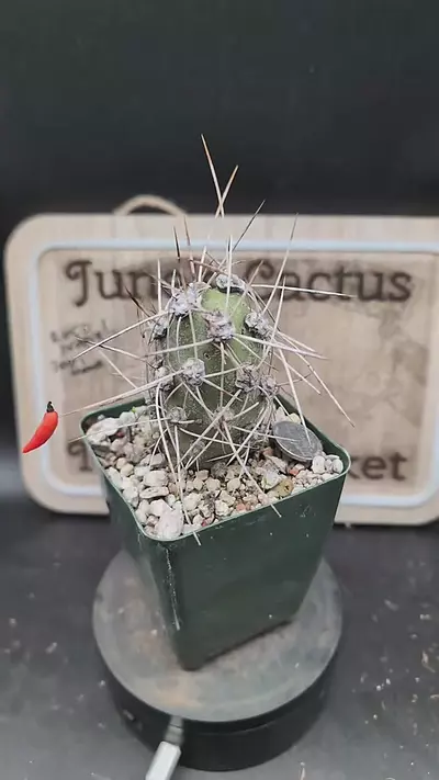 plant/m229 cumulopuntia crassicylindrica 3" pot-0-thumbnail