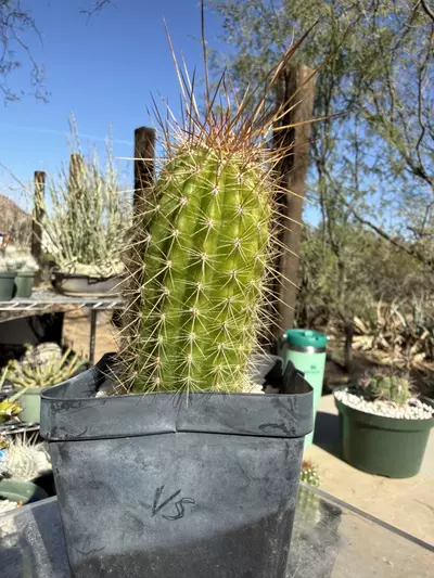 plant/884 Echinopsis volcanic sunset-3-thumbnail