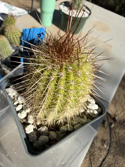 plant/887 Echinopsis Fuente de Sangre-0-thumbnail