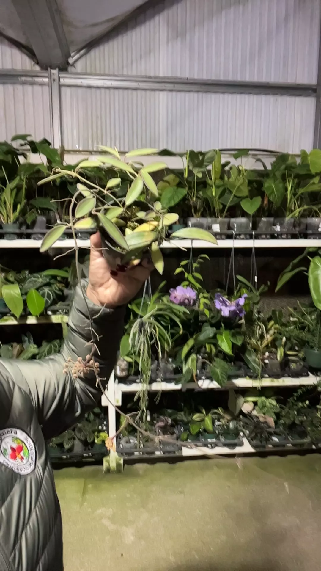 plant/e485 Hoya anncajanoae-0