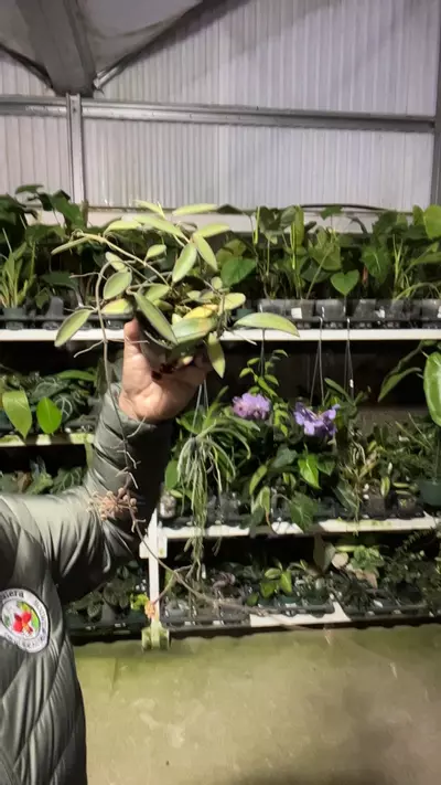 plant/e485 Hoya anncajanoae-0-thumbnail