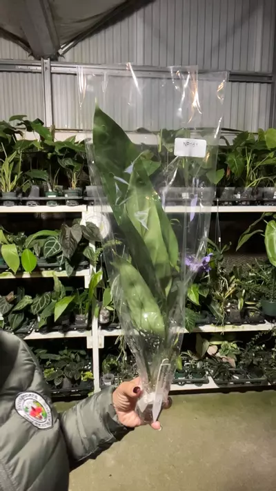 plant/np161 Philo asplundii-0-thumbnail