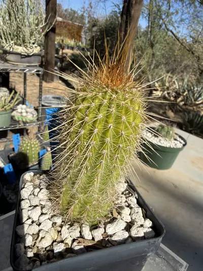 plant/890 Echinopsis glorious-2-thumbnail