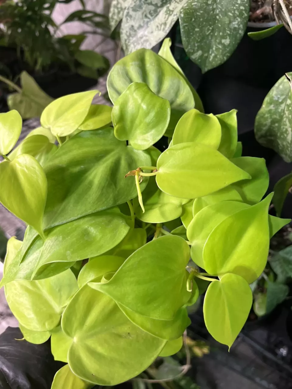 plant/philodendron neon heartleaf-0