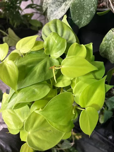 plant/philodendron neon heartleaf-0-thumbnail
