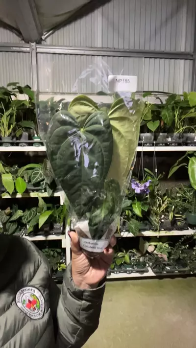 plant/np165 anth Cuyabeno soul-0-thumbnail