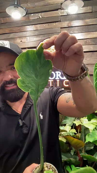 plant/Monstera Zombie-0-thumbnail