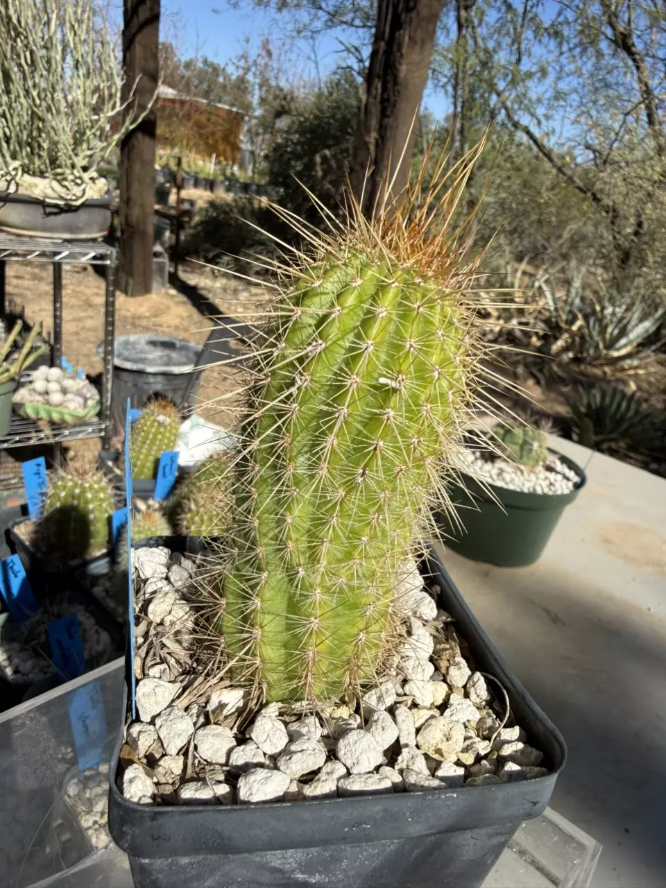 plant/890 Echinopsis glorious-3