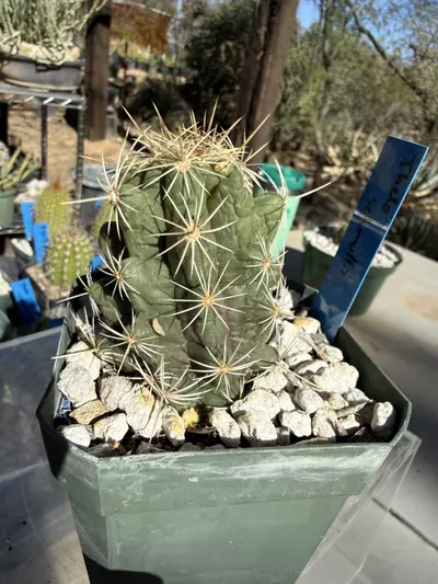 plant/891 Thelocactus schmollii-2-thumbnail