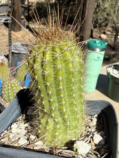 plant/886 Echinopsis apricot glow-2-thumbnail