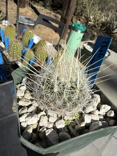plant/894 Thelocactus macdowellii-2-thumbnail