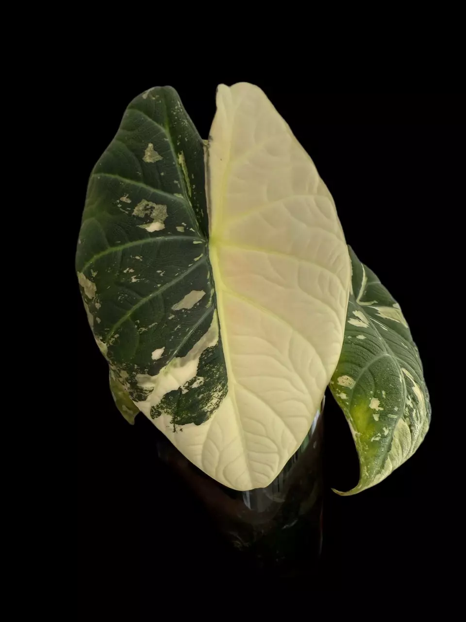 plant/Maharani Albo Sprouted CORM #1-0