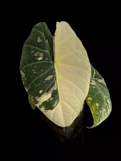 plant/Maharani Albo Sprouted CORM #1-0-thumbnail