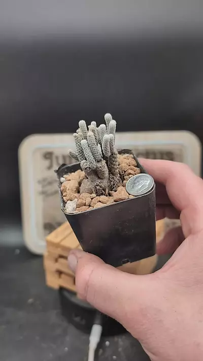 plant/m285 turbinicarpus krainzianus 2.25" pot-0-thumbnail