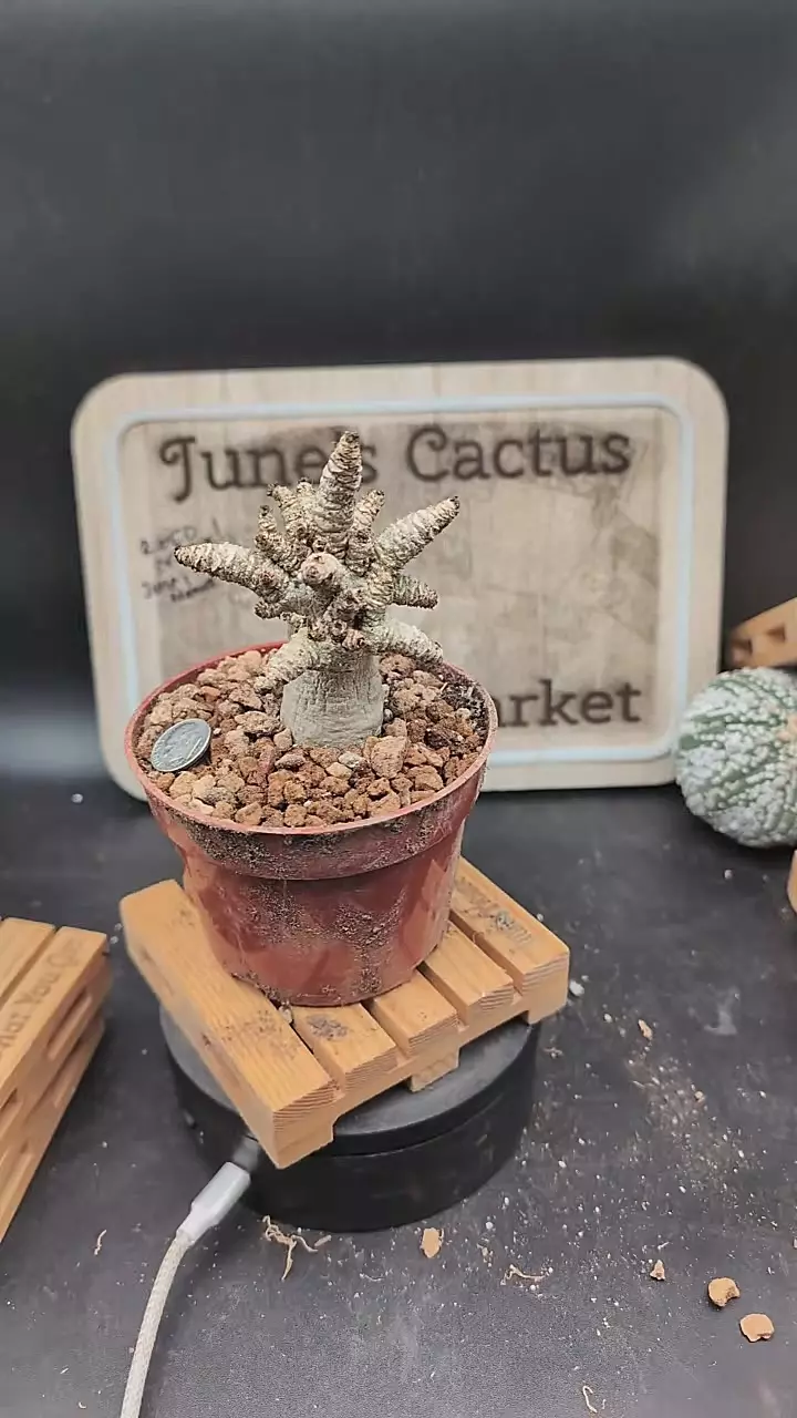 plant/m326 Adenium arabicum DHA 4" pot-0