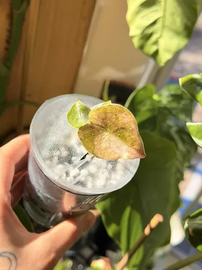 plant/cuprea pink mint pup-0-thumbnail