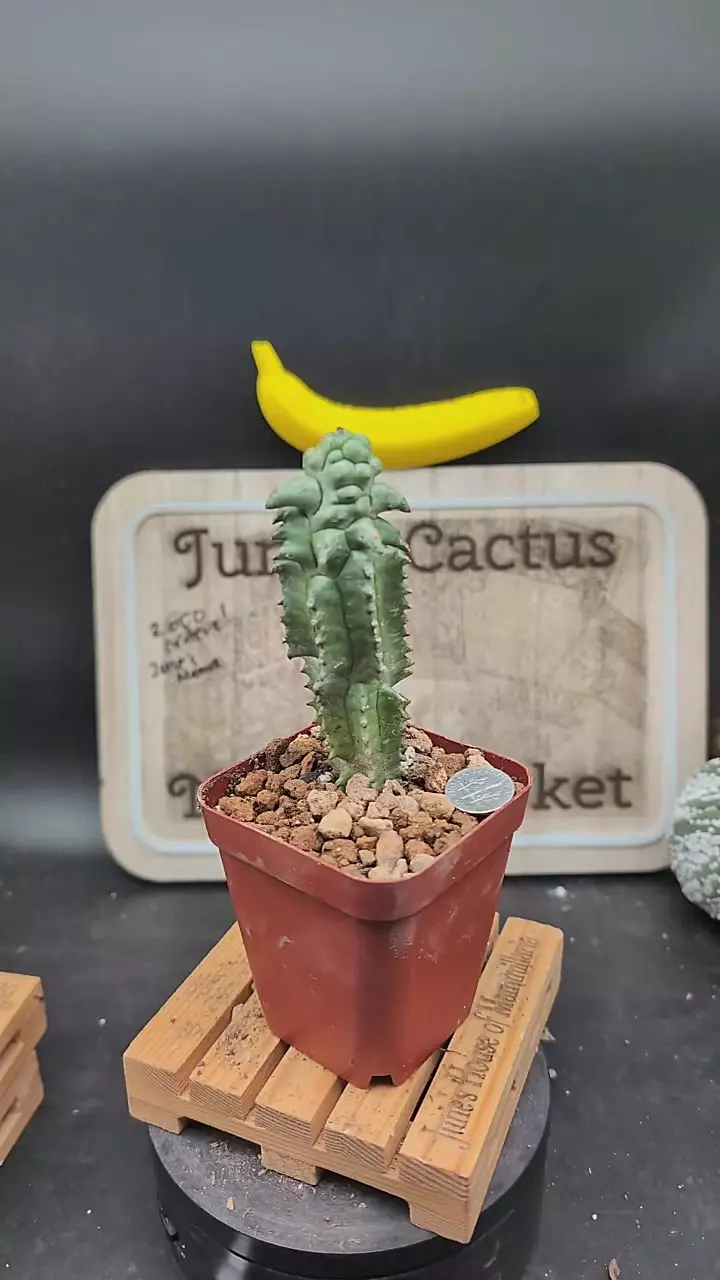 plant/m367 euphorbia horrida mutant  6" tall-0