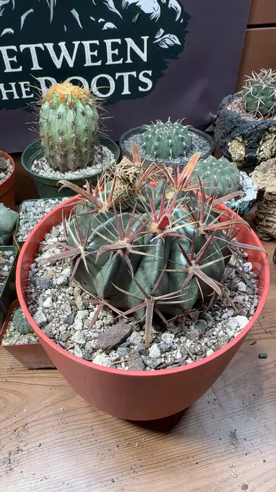 plant/Ferocactus latispinus-0-thumbnail