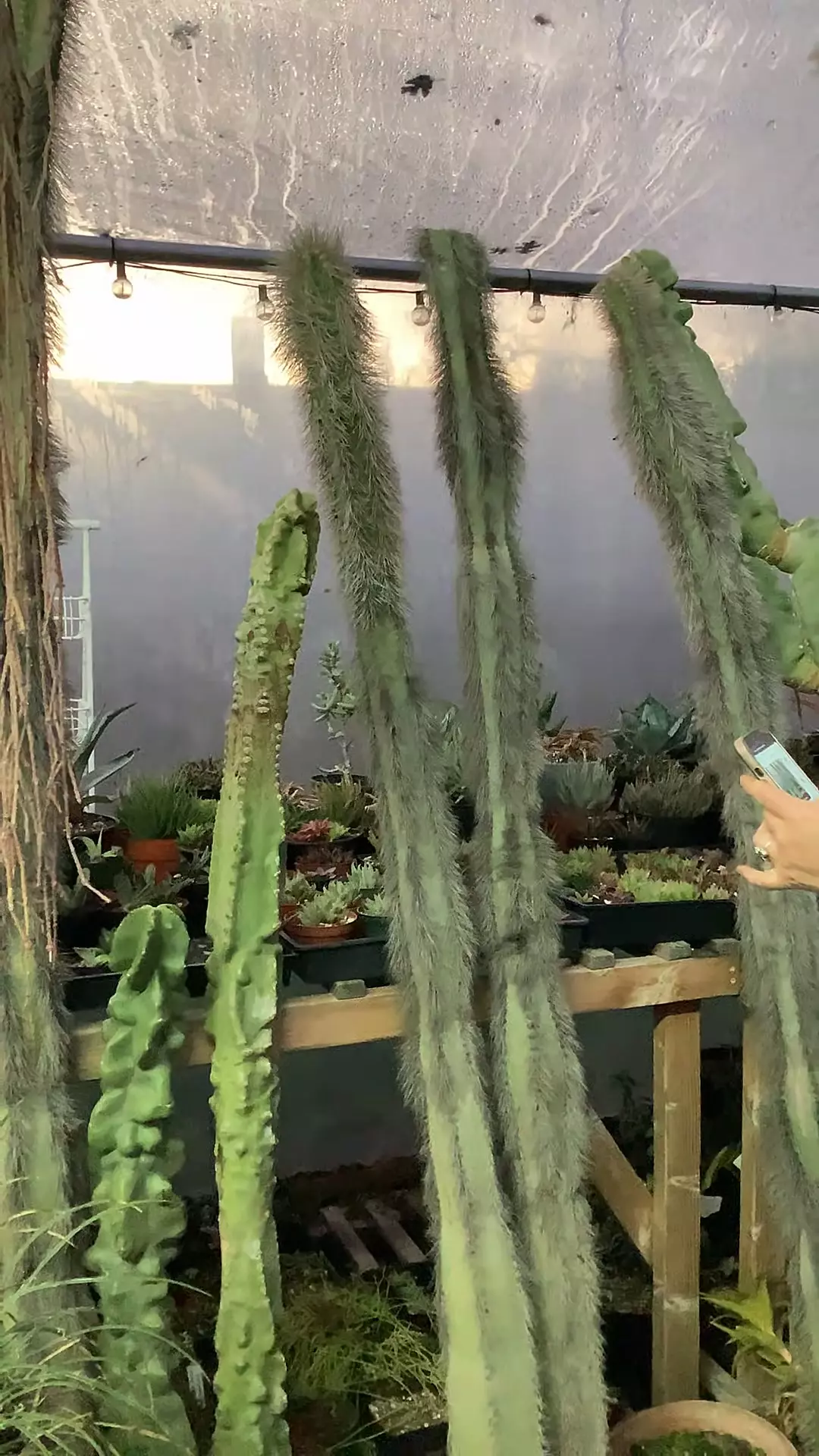 plant/Woolly Rhino #2 6’2”-0