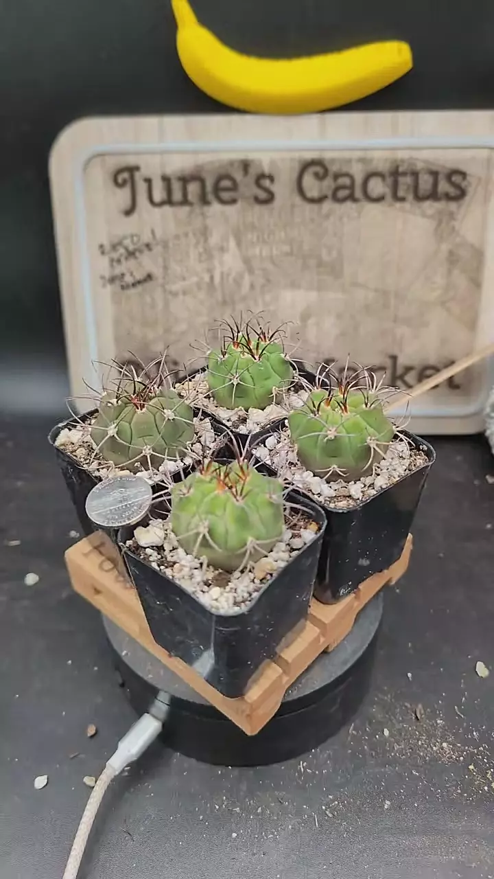 plant/m378 door buster gymnocalycium P-flanzii-0