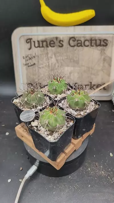 plant/m378 door buster gymnocalycium P-flanzii-0-thumbnail
