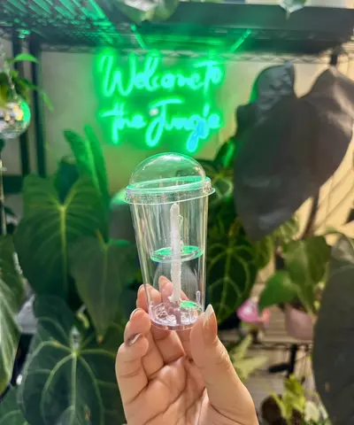 plant/Corm Cup 1ct-0-thumbnail