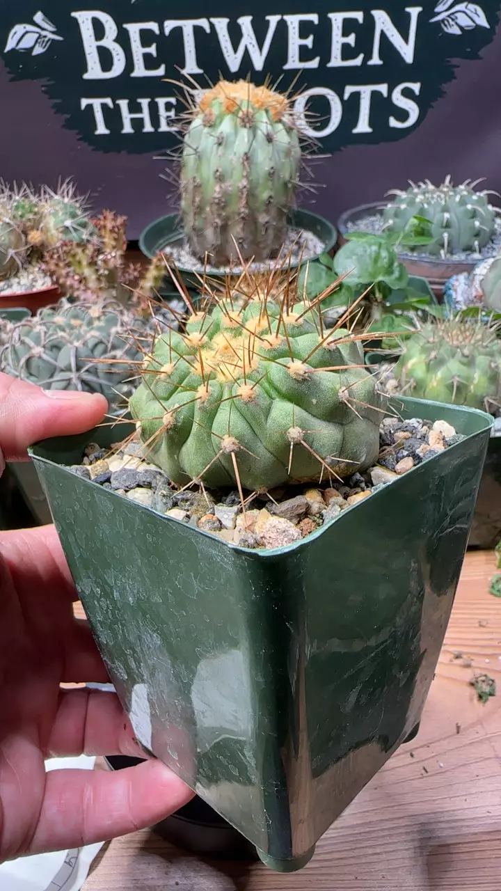 plant/copiapoa haseltoniana w/ lean-0