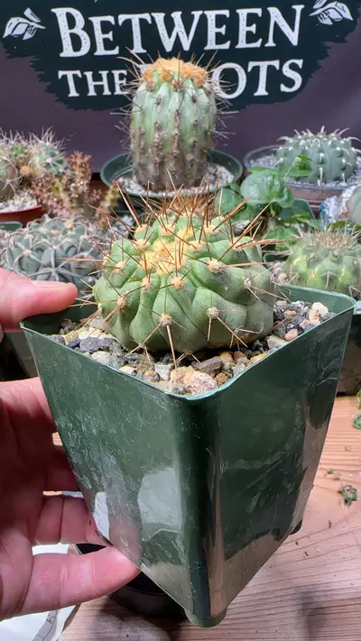 plant/copiapoa haseltoniana w/ lean-0-thumbnail