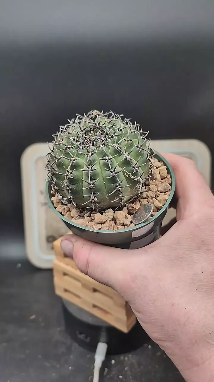 plant/m284 gymnocalycium asterium f. nigrispina 4" pot-0