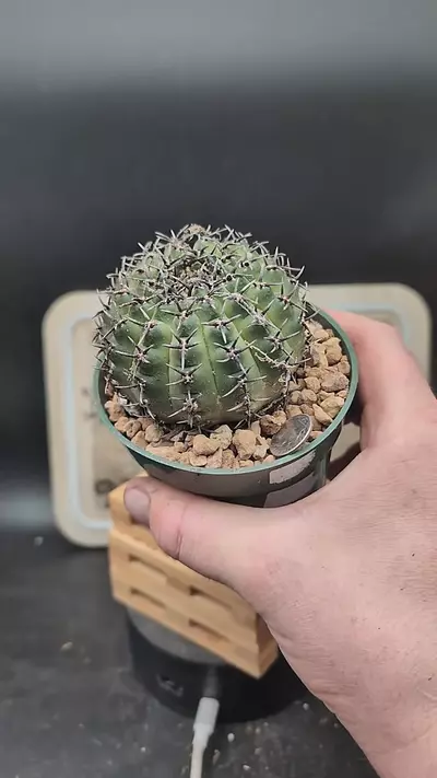 plant/m284 gymnocalycium asterium f. nigrispina 4" pot-0-thumbnail