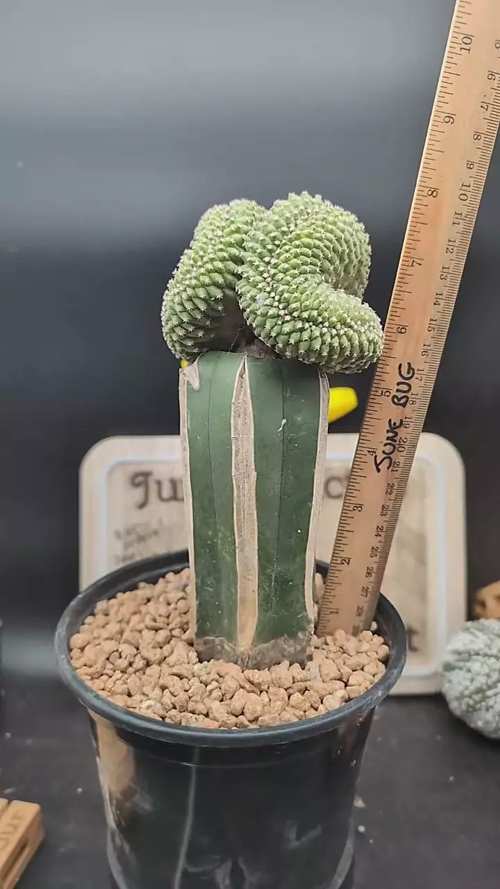 plant/m372 big strombocactus disciformis on graft-0