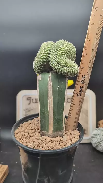plant/m372 big strombocactus disciformis on graft-0-thumbnail