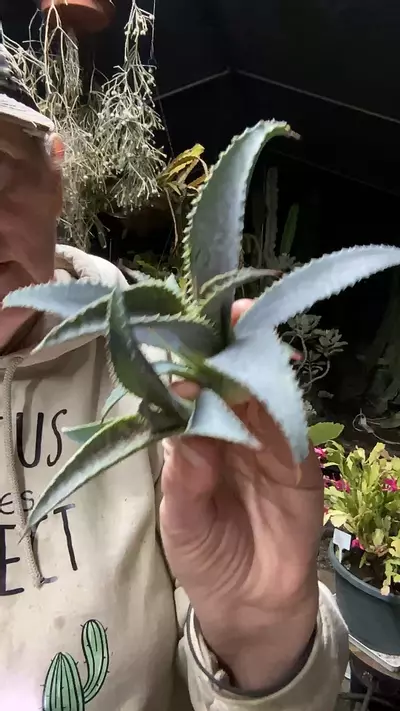 plant/Mangave Pups no roots-0-thumbnail