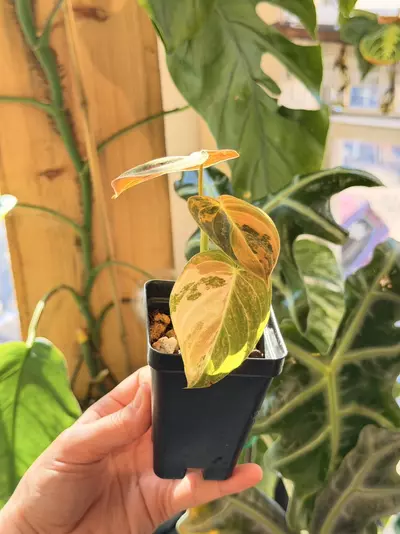 plant/Orange Melanochrysum-1-thumbnail