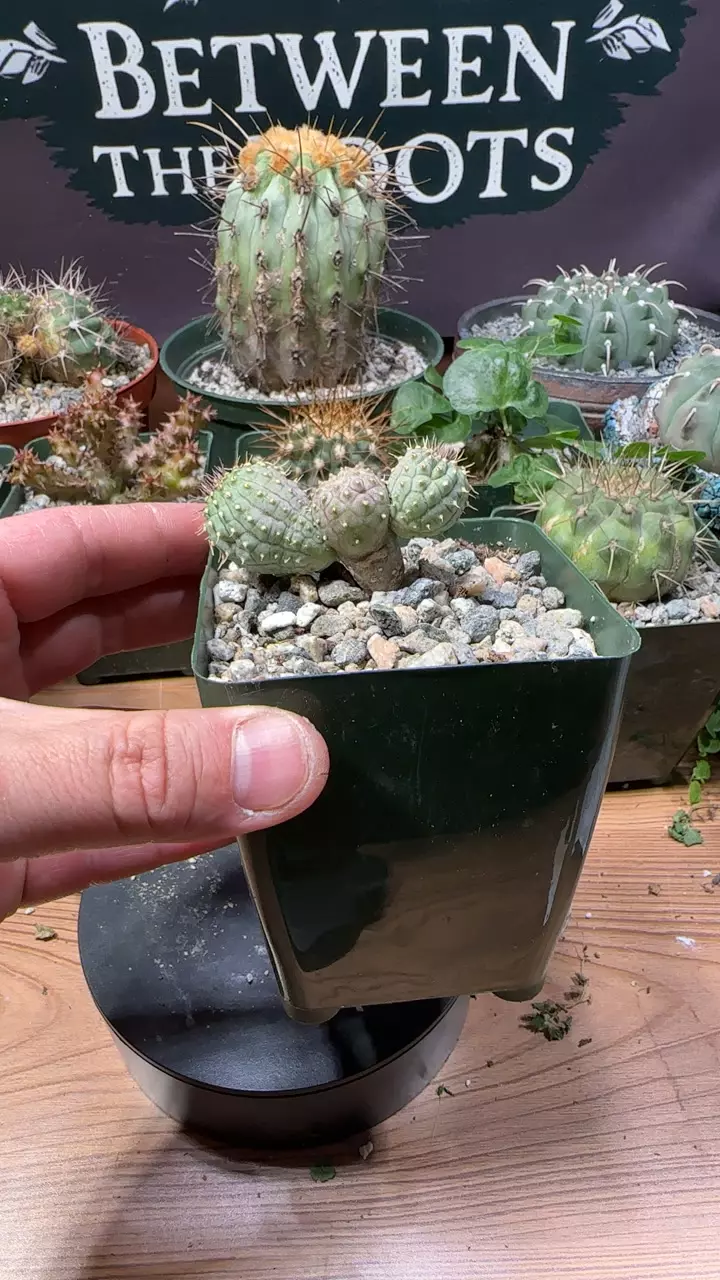 plant/hoodia gordonii-0