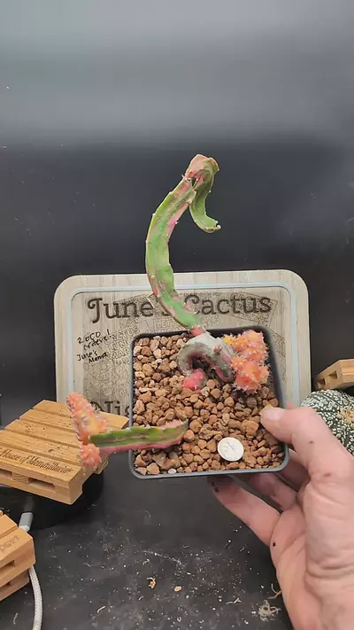 plant/m294 chimera Hylo vari gymno 10" wide-0-thumbnail