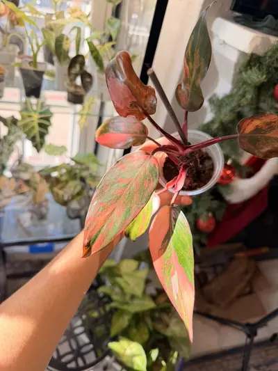 plant/Fire Princess Philodendron Var-1-thumbnail