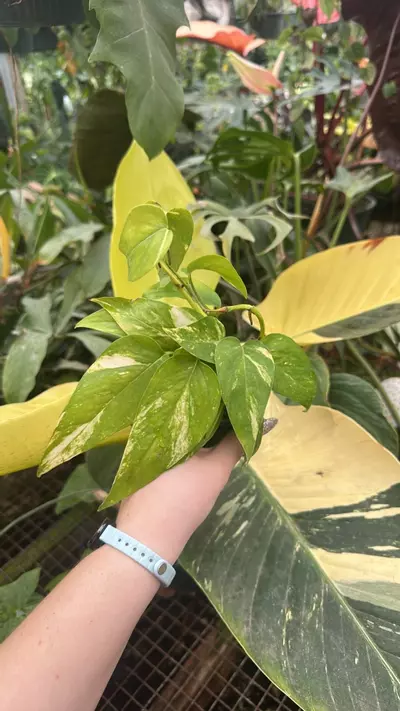 plant/PS-3302 Epipremnum pinnatum aurea-variegata-0-thumbnail