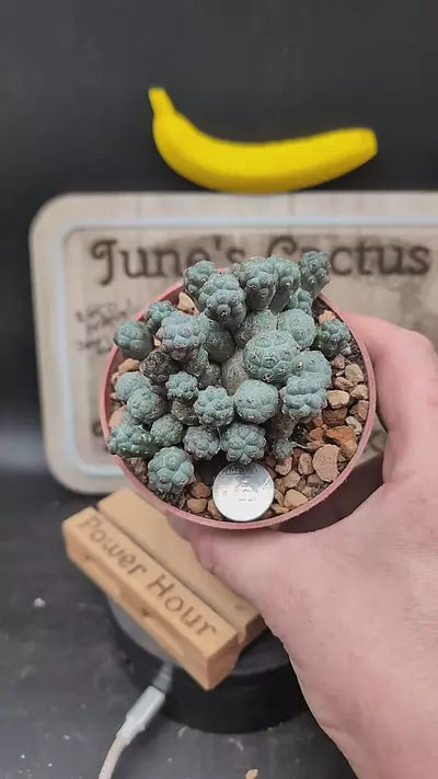 plant/m383 puna bonnieae cluster 4" pot-0-thumbnail