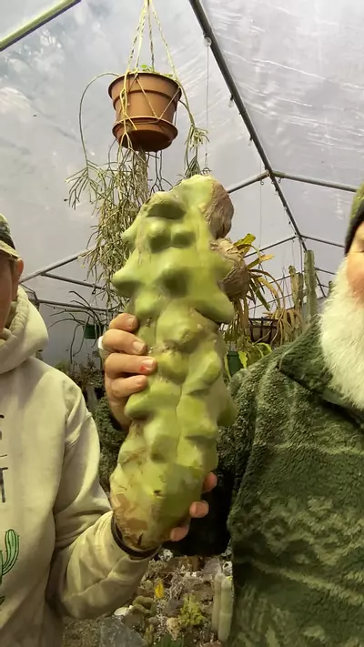 plant/Obesa Totem 18” top cutting-0-thumbnail